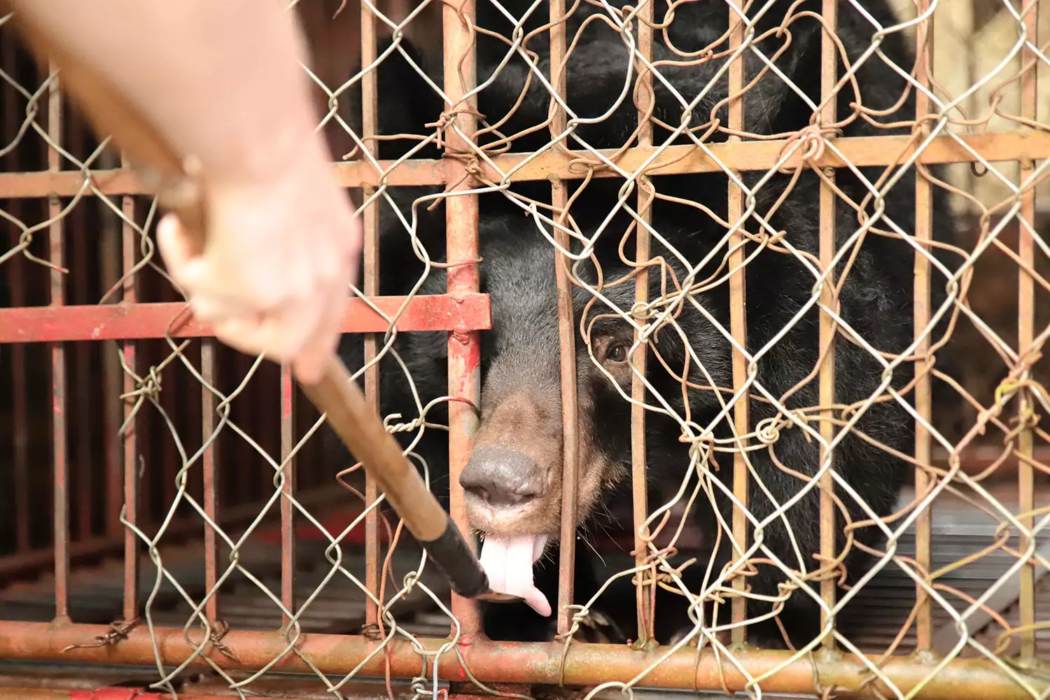 bear-rescued-vietnam-092622-4-926c7606e8214a1fbaaaa51b2195d0d9