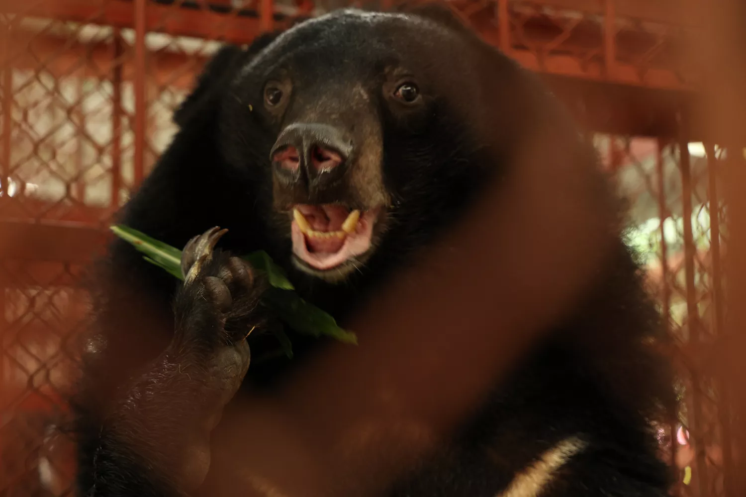 bears-rescued-bile-farm-031723-3-6dbc7e008cdd4c5bbfeb37802fcbb78e